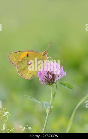 Papillon jaune trouble (Colias crocus/crocea). Banque D'Images