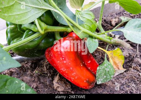 Poivrons rouges et verts mûrs dans la cuisine-jardin Banque D'Images
