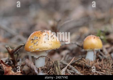 Variété jaune d'or d'une mouche agarique (Amanita muscaria). Banque D'Images