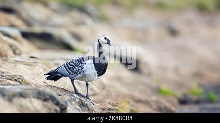 Bernache de Barnacle, Branta leucopsis, seul féral debout sur des pierres, la meilleure photo. Banque D'Images