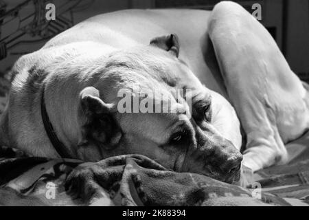 Une échelle de gris d'un joli chien de Cane Corso reposant Banque D'Images