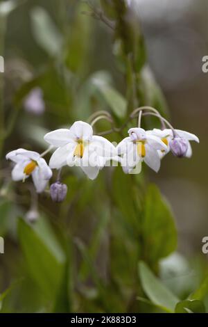 Vigne de pomme de terre à fleurs. Banque D'Images