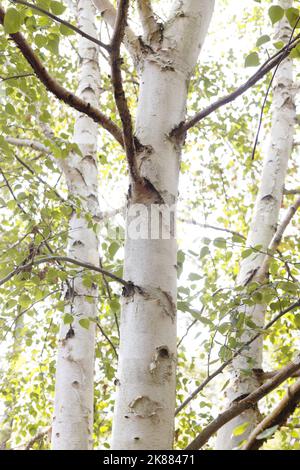 Betula platyphylla - bouleau blanc japonais. Banque D'Images