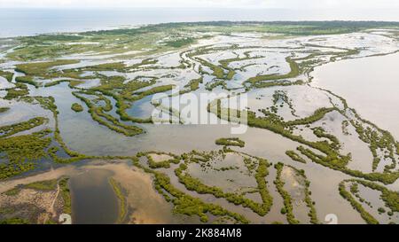 Paysage tropical avec forêt de mangroves dans la zone humide. Sri Lanka. Banque D'Images