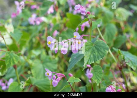 Begonia grandis - mendicité dure. Banque D'Images