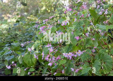 Begonia grandis - mendicité dure. Banque D'Images