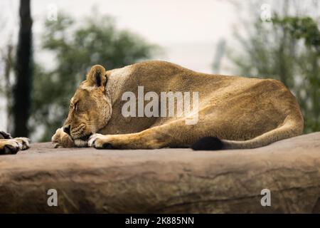 Une vue imprenable sur un lion géant qui dormait au sol Banque D'Images