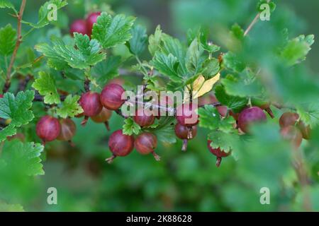 Baies de groseilles rouges sur une brousse dans le jardin d'une maison de campagne par une belle journée d'été. Banque D'Images