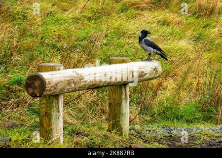 Un corbeau à capuchon (Corvus Cornix) assis sur un poteau en bois Banque D'Images