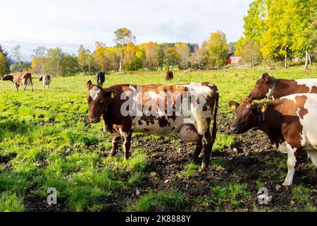 Vaches laitières dans une ferme laitière en Norvège. Les bovins laitiers (également appelés vaches laitières) sont élevés pour la capacité de produire de grandes quantités de lait. Banque D'Images