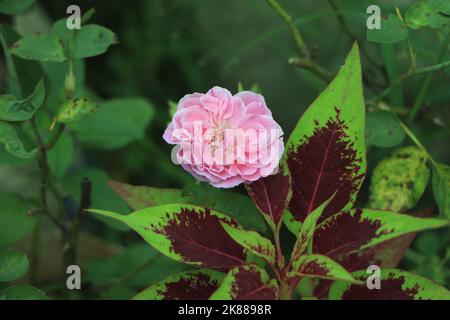 Jardin de roses anglais dans la ville de gazipur, Bangladesh Banque D'Images