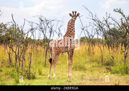 Girafe nubienne (Giraffa camelopardalis camelopardalis) dans le parc national de Masai Mara, Kenya Banque D'Images