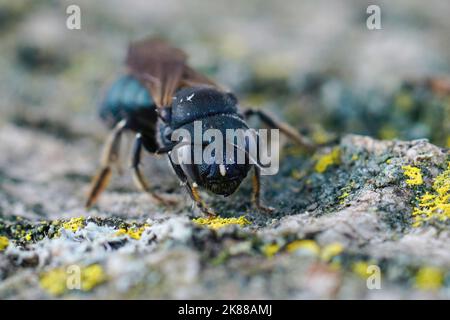 Gros plan frontal de l'une des plus grandes petites abeilles charpentiers, Ceratina chalcite avec sa couleur irisée bleue typique Banque D'Images