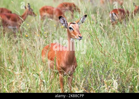 Troupeau d'antilopes impalas (Aepyceros melampus) dans le Parc National de Tarangire, Tanzanie Banque D'Images