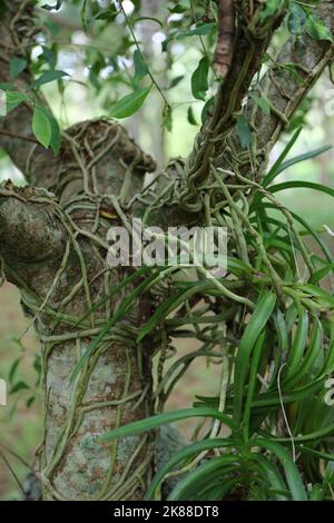 Des plantes et des racines d'orchidées enveloppées autour du tronc d'un arbre Banyan chinois à Kauai, Hawaï, États-Unis Banque D'Images