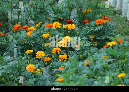 Tagetes patula bonanza jaune marigold français beaucoup de fleurs Banque D'Images