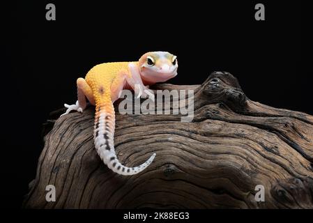 Photo en gros plan d'un gecko léopard Banque D'Images