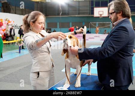 Une femme de maître avec un chien de beagle à l'exposition Banque D'Images