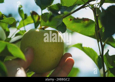 Gros plan de la main tenant la pomme verte sur la branche dans une ferme de pommes. Banque D'Images