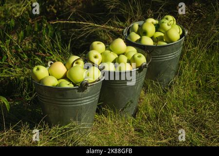 Trois seaux de pommes vertes dans la ferme. Banque D'Images