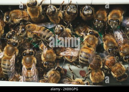 Gros plan de beaucoup d'abeilles sur une porte de boîte d'abeilles Banque D'Images