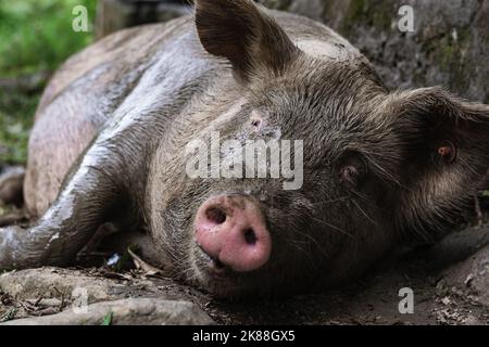 Vue détaillée du nez rose d'un Sus scrofa domesticus, vache enceinte couché sur le sol, avec son visage plein de boue. Cochon très poilu couché sur le sol Banque D'Images