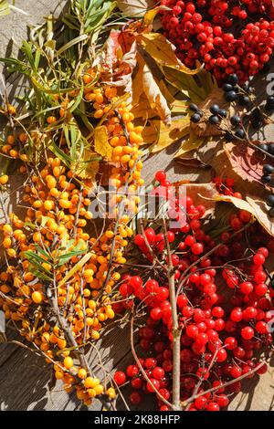 Arrière-plan de beaux fruits rouges de viburnum vulgaris, argousier et cendres de montagne en plein air. Banque D'Images