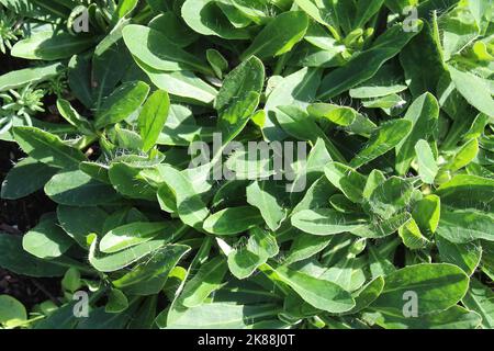 thé motherwort dans le jardin Banque D'Images