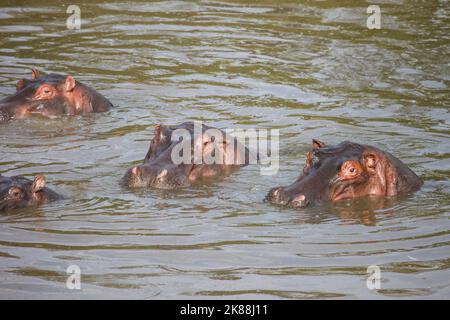 Hippopotames communs (Hippopotamus amphibius) dans le parc national du Triangle de Mara, Kenya Banque D'Images