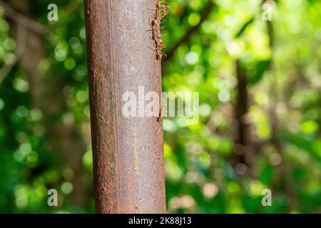 Les fourmis rouges marchant sur un poteau de fer sur un fond de nature. Banque D'Images