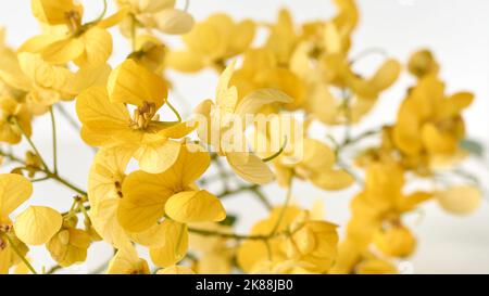 gros plan de fleurs jaune vif de la plante senna spectabilis, également connue sous le nom de senna d'écorce blanche, isolée sur fond blanc avec foyer sélectif Banque D'Images