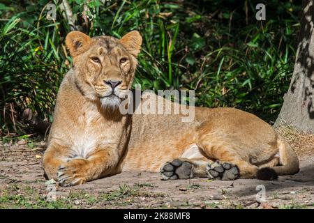 Lion asiatique / lion GIR (Panthera leo persica) lioness de repos / femelle, originaire de l'Inde Banque D'Images