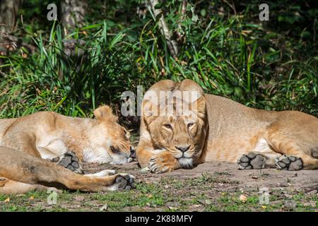 Lion asiatique / lion GIR (Panthera leo persica) deux lionnes / femelles au repos, indigènes de l'Inde Banque D'Images