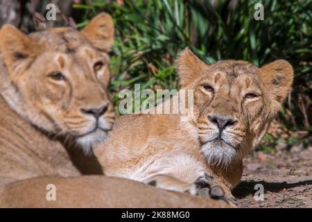 Lion asiatique / lion GIR (Panthera leo persica) deux lionnes / femelles au repos, indigènes de l'Inde Banque D'Images