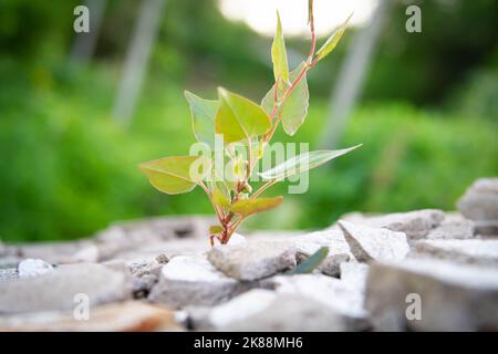 La puissance de la croissance. Germe à travers l'asphalte. L'usine s'est brisée à travers le béton. Puissance de la nature. Ville surcultivée. Banque D'Images