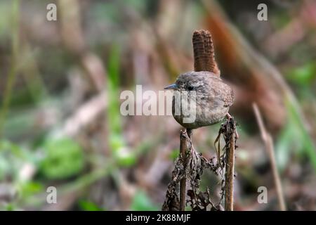 Wren eurasien / wren du nord (Troglodytes troglodytes / Motacilla troglodytes) en automne / automne Banque D'Images