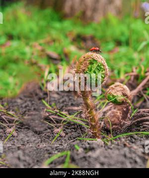 Coccinelle sur germe de fougères Banque D'Images