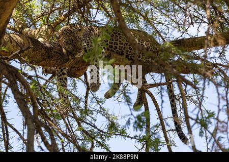 Chaise longue léopard dans l'arbre Banque D'Images