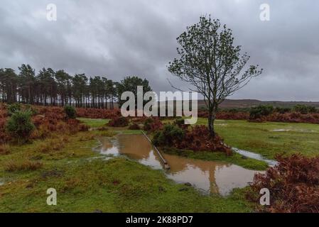 Godshill, Hampshire, Royaume-Uni, 21st octobre 2022, Météo : après des mois de précipitations inférieures à la moyenne, une période de pluie torrentielle pendant l'après-midi restaure la campagne de la New Forest à son état normal d'automne de boggy. Paul Biggins/Alamy Live News Banque D'Images