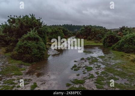 Godshill, Hampshire, Royaume-Uni, 21st octobre 2022, Météo : après des mois de précipitations inférieures à la moyenne, une période de pluie torrentielle pendant l'après-midi restaure la campagne de la New Forest à son état normal d'automne de boggy. Paul Biggins/Alamy Live News Banque D'Images