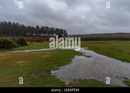 Godshill, Hampshire, Royaume-Uni, 21st octobre 2022, Météo : après des mois de précipitations inférieures à la moyenne, une période de pluie torrentielle pendant l'après-midi restaure la campagne de la New Forest à son état normal d'automne de boggy. Paul Biggins/Alamy Live News Banque D'Images