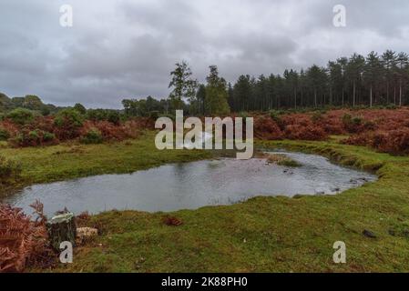 Godshill, Hampshire, Royaume-Uni, 21st octobre 2022, Météo : après des mois de précipitations inférieures à la moyenne, une période de pluie torrentielle pendant l'après-midi restaure la campagne de la New Forest à son état normal d'automne de boggy. Paul Biggins/Alamy Live News Banque D'Images