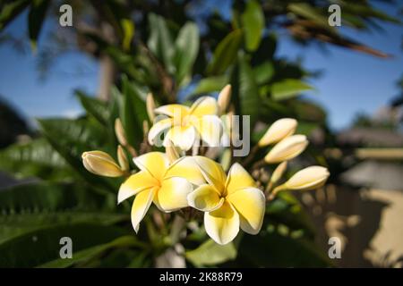 Un gros plan des fleurs frangipani sur la lumière douce du soleil Banque D'Images