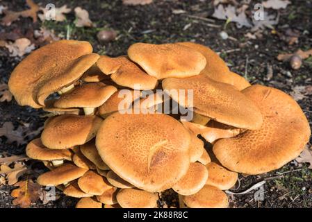 La souche du champignon au soleil - spectaculaire Rustgill (Gymnopilus spectabilis) Banque D'Images