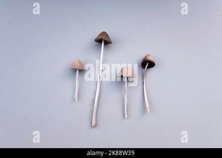 Casquette Liberty, Psilocybe semilanceata Flat Lay. Mashroom psychotique, hallucinogène. Banque D'Images