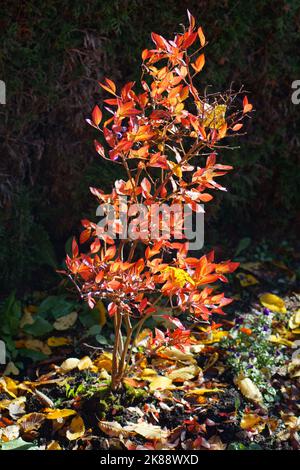 brousse de raisin dans un feuillage d'automne coloré Banque D'Images