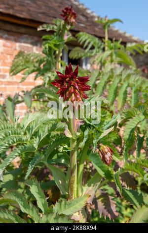 Gros plan d'une fleur de miel géante (majeure de mélianthus) en fleur Banque D'Images