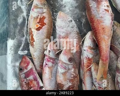 Poisson de mer rouge frais dans un plateau avec glace, Mer Rouge, Egypte Banque D'Images