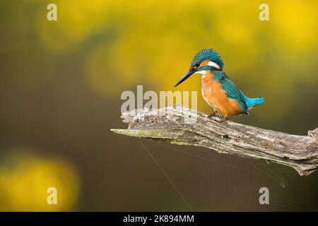 kingfisher courant assis sur du bois en automne avec espace de copie Banque D'Images