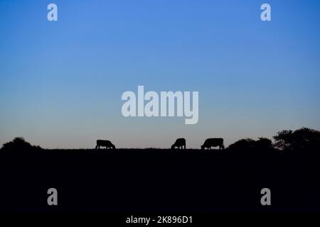 Vaches paître au coucher du soleil Pampean Banque D'Images